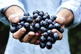 Handful of grapes